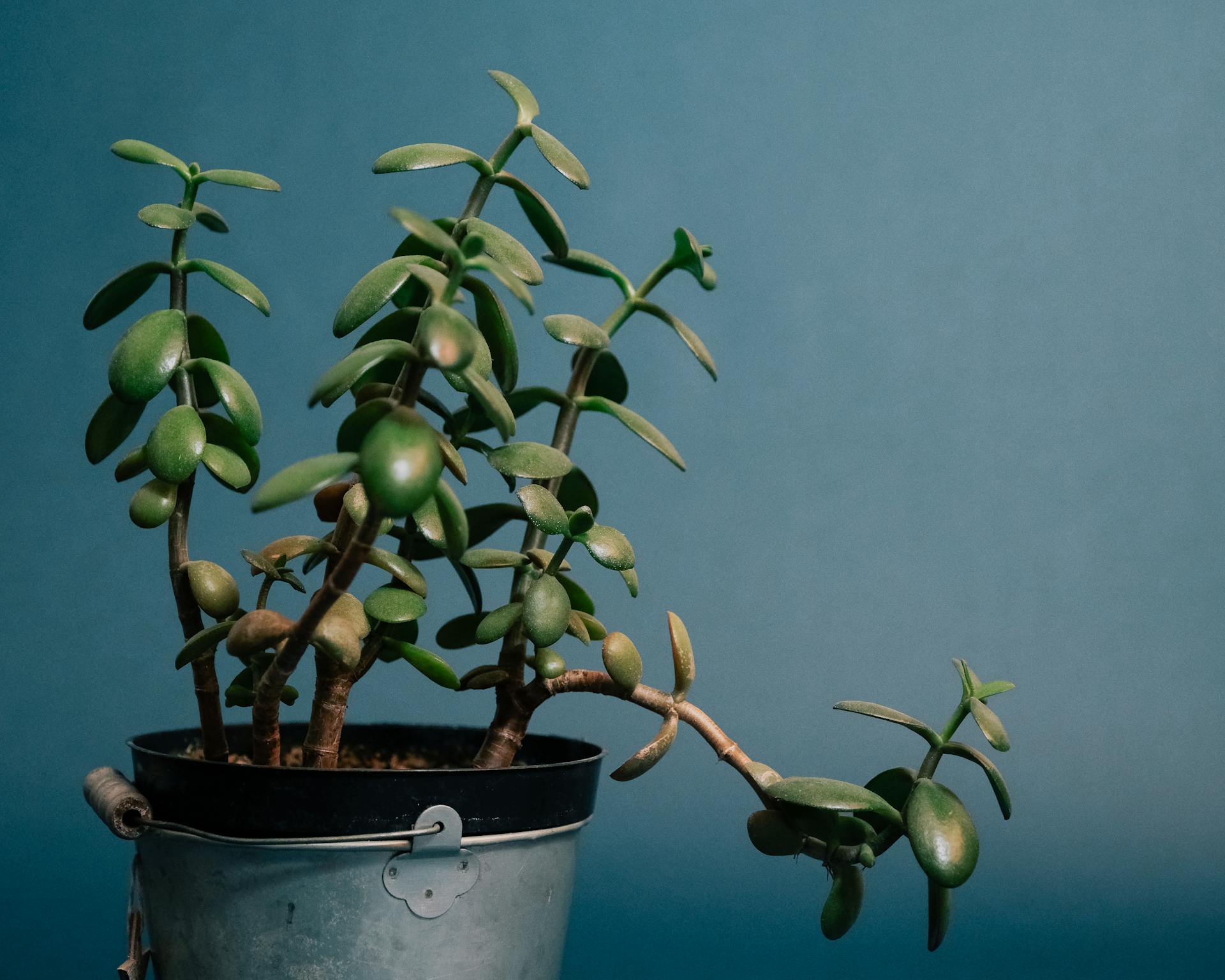 Jade Plant